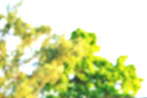 trees
